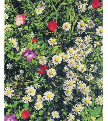 Kaleidoscope botanic 16807